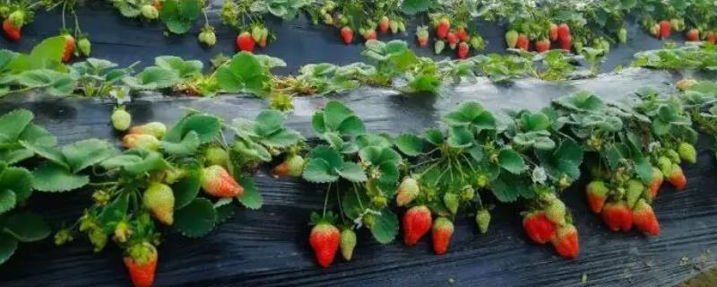 草莓的产地在哪里