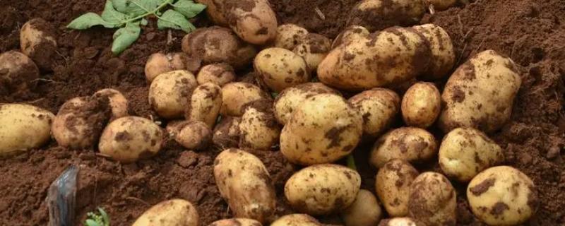 马铃薯几月份种植
