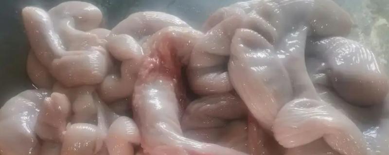 猪生肠属于什么器官