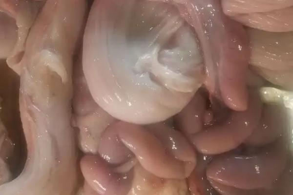 猪生肠属于什么器官