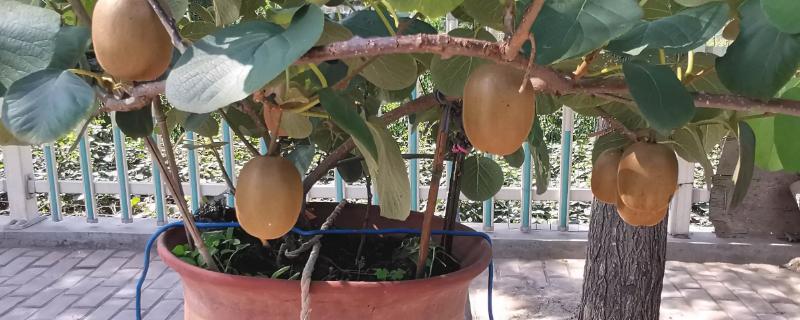 盆栽软枣猕猴桃要用多大规格的花盆