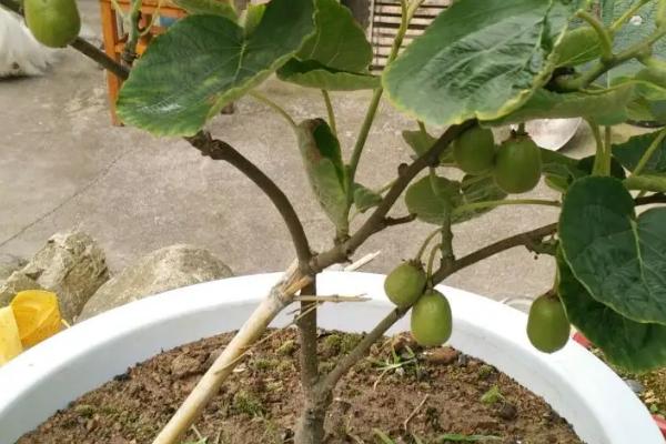 盆栽软枣猕猴桃要用多大规格的花盆