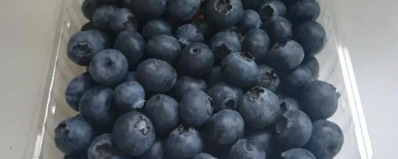 蓝莓能不能冷冻保存