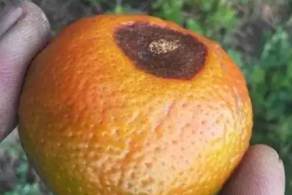 柑橘黑腐病用什么药防治