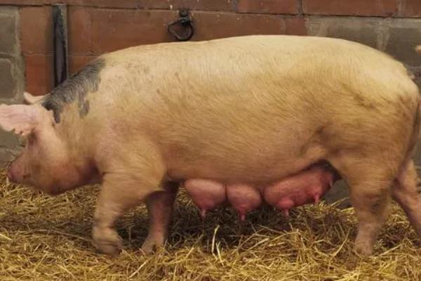 母猪临产前有什么征兆