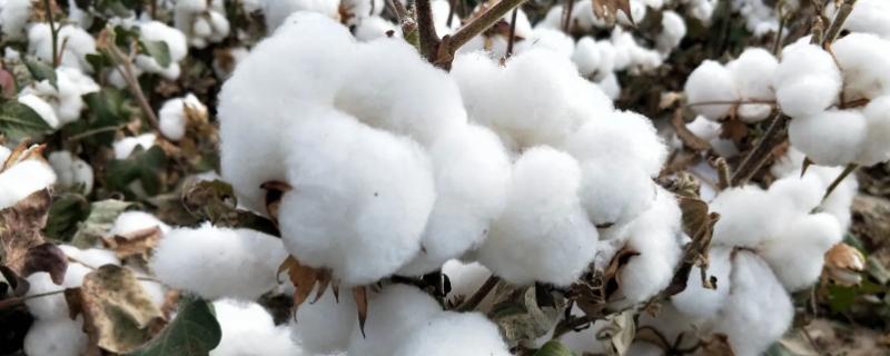 棉花的种植过程