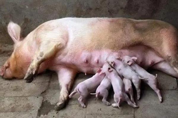 母猪产后不吃食最有效的方法