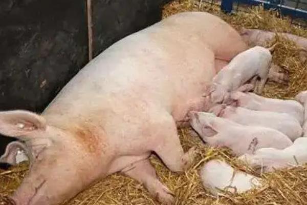 母猪产后不吃食最有效的方法