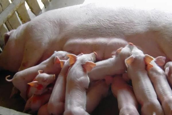 母猪产后几个小时打消炎针