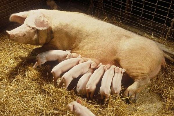 母猪产后多久喂食