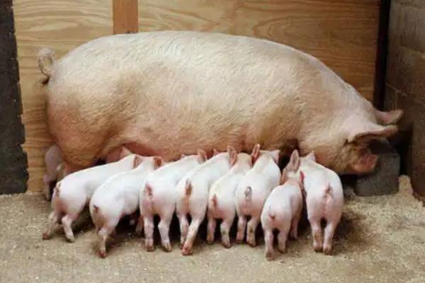 母猪产后多久喂食