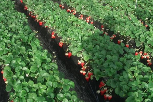 草莓一亩能产多少斤