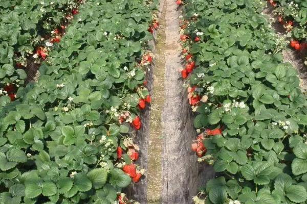 草莓一亩能产多少斤
