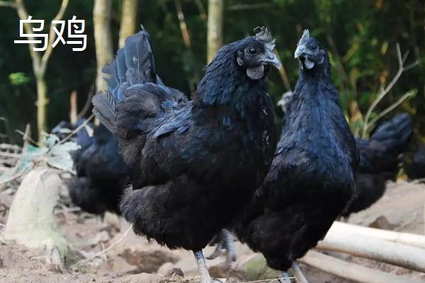 中国四大乌鸡之首是哪个品种