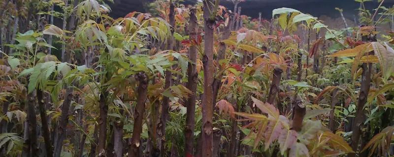 大棚香椿的种植密度和产量