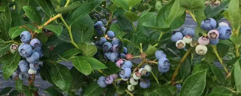 蓝莓播种后要多久才结果
