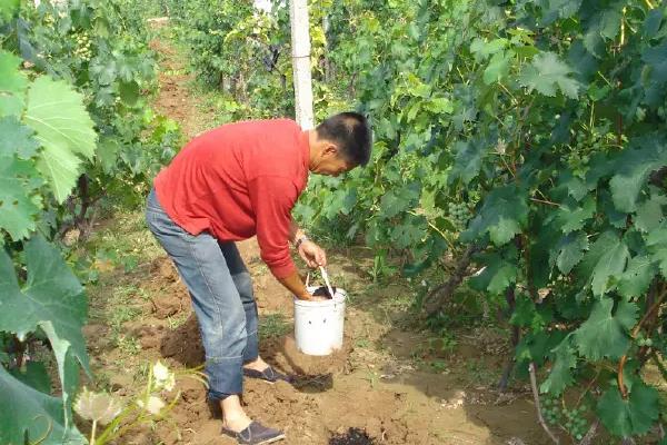 葡萄管理和施肥方法