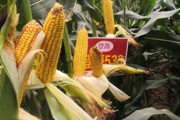 登海533玉米种的特性和产量