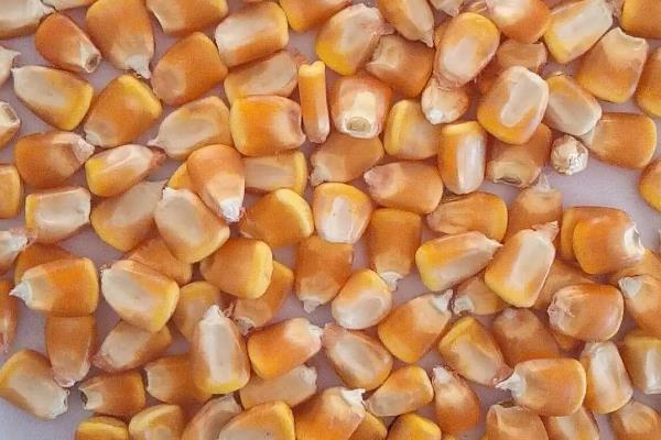 玉米容重标准