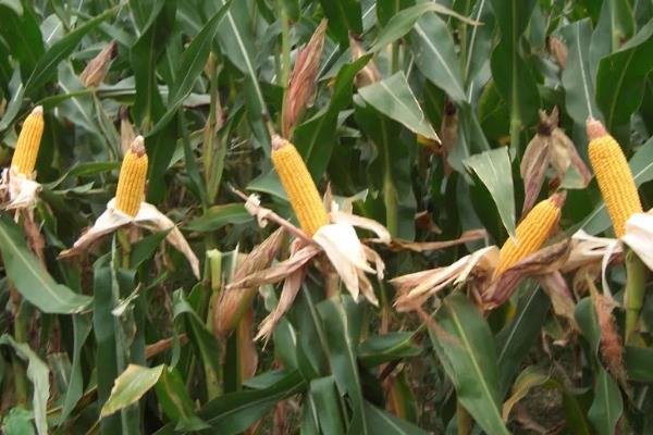 登海618玉米种特性特征及产量表现