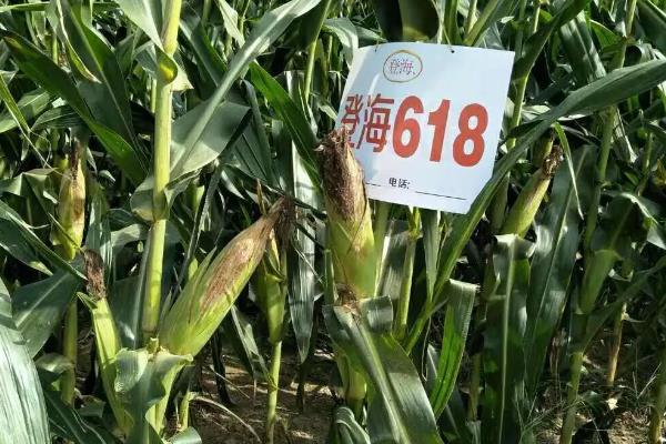 登海618玉米种特性特征及产量表现