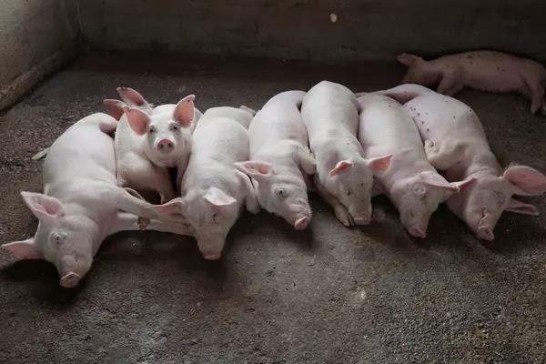 非洲猪瘟在猪粪能存活多长时间