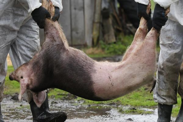 非洲猪瘟在猪粪能存活多长时间