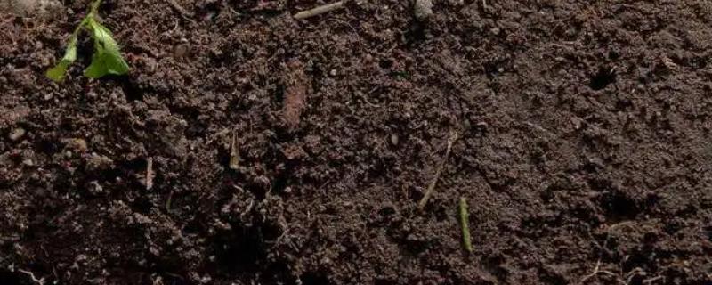 土壤活化剂真能改变土壤性质吗