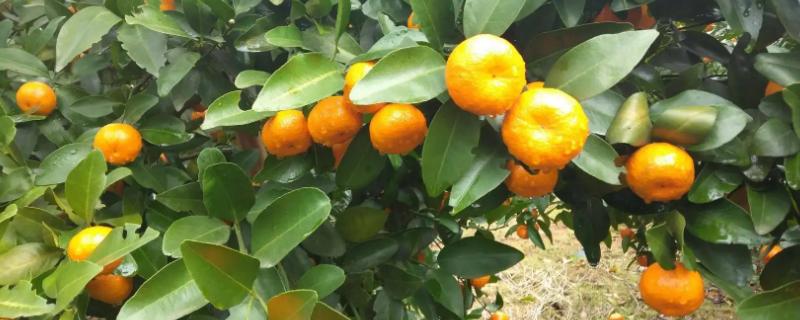 柑橘果实的生长发育适温