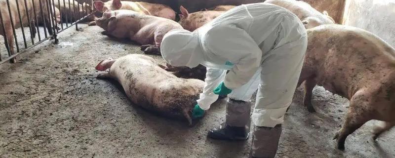 非洲猪瘟在水泥地存活多久