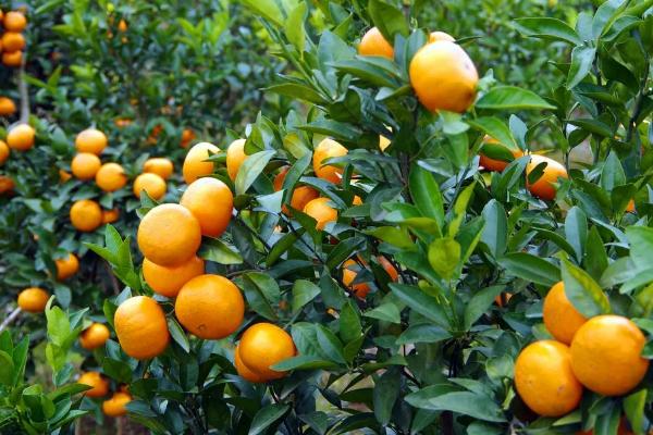 柑橘果实的生长发育适温