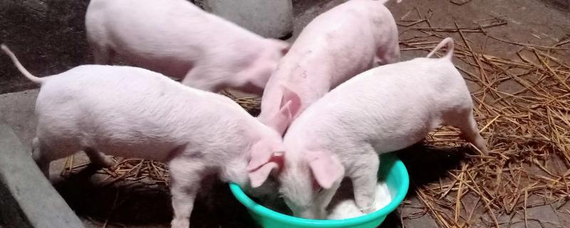 猪吃猪粪如何治疗