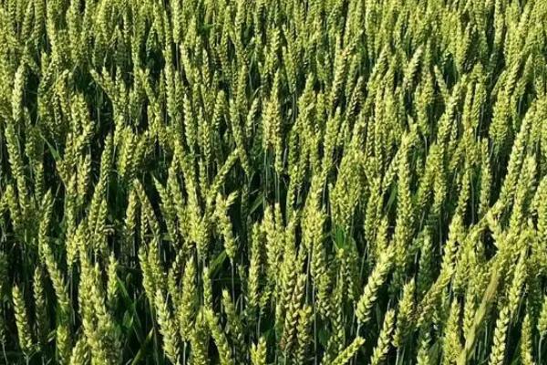 烟农1212小麦品种适应哪些地区种植