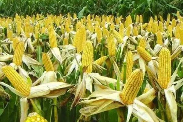 华农658玉米种特征特性