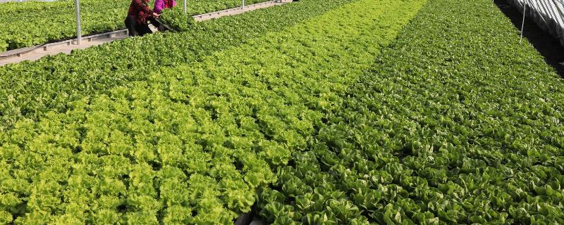 如何配制大棚蔬菜的营养土