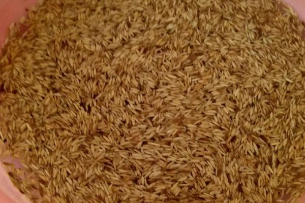 直播稻的亩用种量