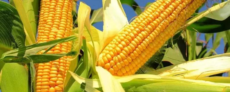 亩产4000斤的玉米品种