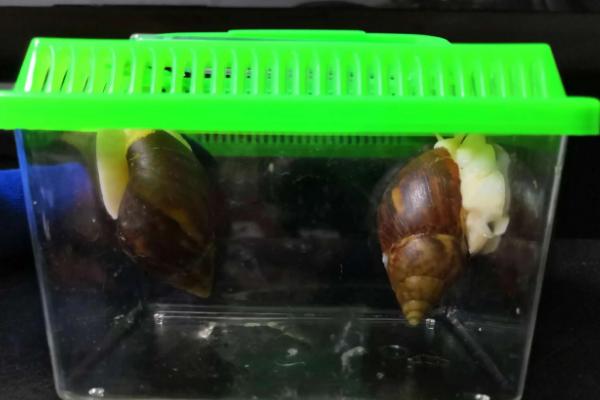 蜗牛怎么养才能养活，蜗牛是软体动物吗