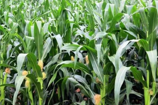 玉米亩产量一般多少斤