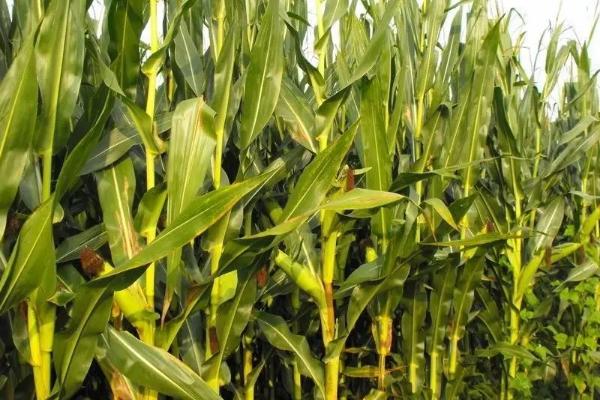 玉米亩产量一般多少斤