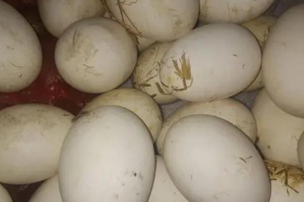 鹅蛋孵化天数和温度参数