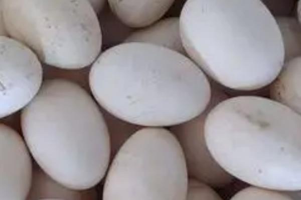 鹅蛋孵化温度和湿度