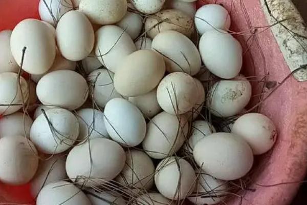 鹅蛋孵化温度和湿度