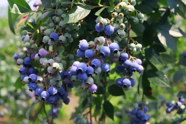 蓝莓种植适合什么地方