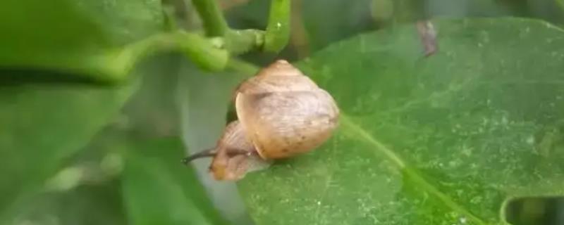 蜗牛怎么消灭