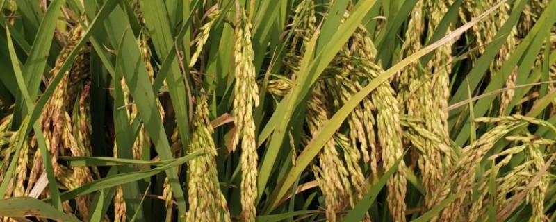 黄花粘水稻的特征特性