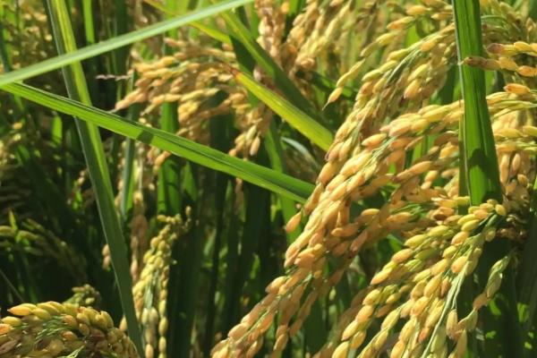 黄花粘水稻的特征特性