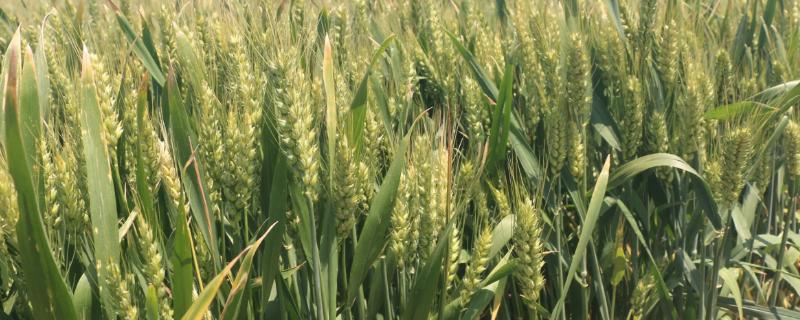 济麦44小麦的特征特性
