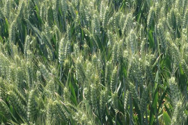 济麦44小麦的特征特性