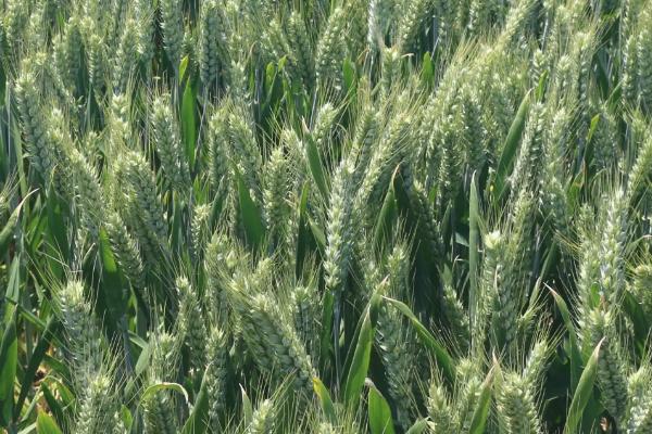 观35小麦的特征特性